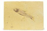 Bargain, Detailed Fossil Fish (Knightia) - Wyoming #373728-1